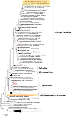 Plant Growth Promoting Abilities of Novel Burkholderia-Related Genera and Their Interactions With Some Economically Important Tree Species